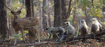 Pench National Park